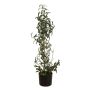 Cespuglio di olivo artificiale LEANDRU con frutti, verde, 105cm