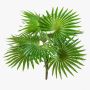 Palma Washingtonia artificiale SCHEDIR su stelo, 35cm