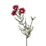 Phaenocoma artificiale BEYA, rosso bordeaux, 60cm