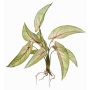 Calathea Ornata artificiale ASAGI, stelo, radici, verde-rosso, 40cm