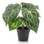 Anturio artificiale TESHI, verde-crema, 25cm