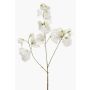 Lathyrus artificiale KANZI, crema, 75cm