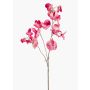 Lathyrus artificiale KANZI, rosa, 75cm