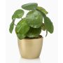 Pilea peperomioides artificiale SYBIL in vaso di ceramica dorato, verde, 20cm