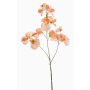 Lathyrus artificiale KANZI, pesca, 75cm