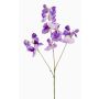 Lathyrus artificiale KANZI, viola, 75cm