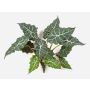 Alocasia Sanderiana artificiale ORLANDA, verde-bianco, 60cm