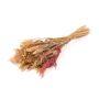Bouquet secco DILIANE, rosa-natura, 50cm, Ø15cm
