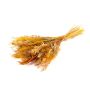 Bouquet secco DILIANE, giallo-natura, 50cm, Ø15cm