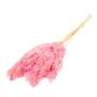 Mazzo di canne essiccate DONJETA, rosa, 70-80cm, Ø15cm