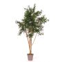 Acacia artificiale ANDRIY con tronchi reali, crossdoor, verde, 200 cm - Made in Italy