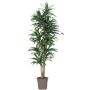 Dracaena Fragrans artificiale KANDIDA, tronchi naturali, verde, 150 cm - Made in Italy