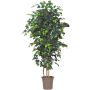 Ficus Benjamini decorativo LEONORET, tronchi reali, verde, 275 cm - Made in Italy