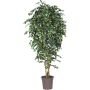 Ficus artificiale LUDGARDIS, tronchi naturali, verde-bianco, 100 cm - Made in Italy