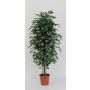 Decorazione ficus benjamini KONRADE, tronchi veri, verde, 150 cm - Made in Italy