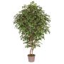 Ficus gommoso artificiale NEVANTA, tronchi reali, verde-bianco, 225 cm - Made in Italy