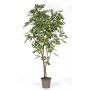 Ficus gommoso decorativo BASILIO, tronchi veri, verde-bianco, 150 cm - Made in Italy