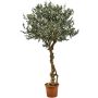 Olivo artificiale PLACIDO, tronco vero, con frutti, 275 cm - Made in Italy