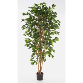 Strelitzia Reginae (Uccello del Paradiso) vaso 30 cm vendita online