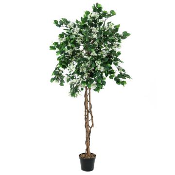 Buganville di plastica BANU, tronchi veri, fiori, bianco, 180cm