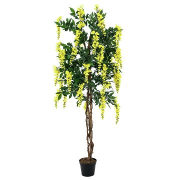 Maggiociondolo finto LESLIE tronchi veri, con fiori, giallo 180cm Maggiociondolo finto LESLIE tronchi veri, con fiori, giallo 180cm