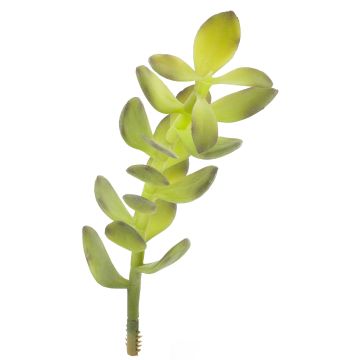 Crassula finta KOSMA, gambo zona trasversale, verde, 30cm, Ø10cm