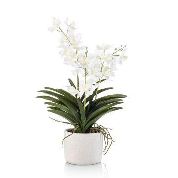Orchidea artificiale Vanda PAVRA in vaso di ceramica, radici, bianco-crema, 60 cm Orchidea artificiale Vanda PAVRA in vaso di ceramica, radici, bianco-crema, 60 cm