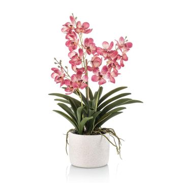 Orchidea artificiale Vanda PAVRA in vaso di ceramica, radici, rosa-bianco, 60 cm Orchidea artificiale Vanda PAVRA in vaso di ceramica, radici, rosa-bianco, 60 cm