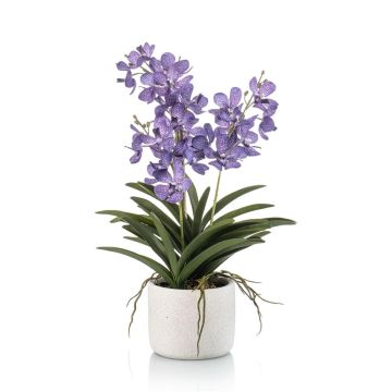 Orchidea artificiale Vanda PAVRA in vaso di ceramica, radici, viola-bianco, 60 cm Orchidea artificiale Vanda PAVRA in vaso di ceramica, radici, viola-bianco, 60 cm
