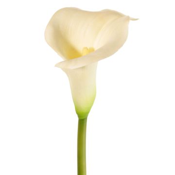 Calla artificiale MIRAC, color crema, 75 cm, 13x15 cm Calla artificiale MIRAC, color crema, 75 cm, 13x15 cm