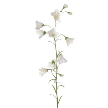 Campanula artificiale GISELA, bianco, 65cm, Ø5cm Campanula artificiale GISELA, bianco, 65cm, Ø5cm