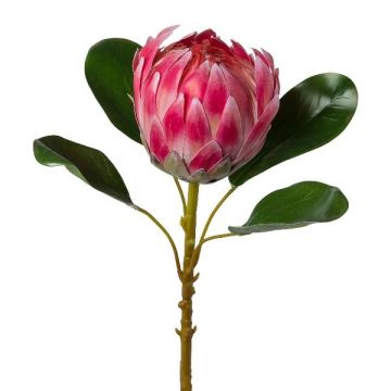 Fiore artificiale protea reale KALEIN, rosa, 55 cm
