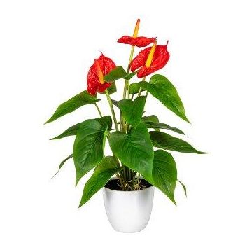 Fiore artificiale Fiammingo PLOVIR in vaso decorativo, radici, rosso, 40 cm