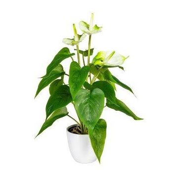 Fiore artificiale Fiammingo PLOVIR in vaso decorativo, radici, bianco-verde, 40 cm