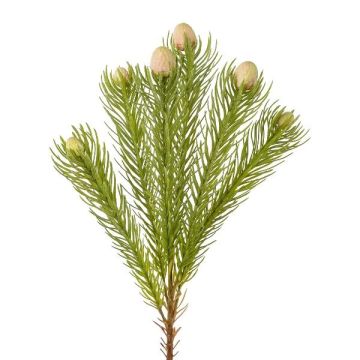 Ramo decorativo con puntaspilli Protea KROLI, crema-verde, 50 cm Ramo decorativo con puntaspilli Protea KROLI, crema-verde, 50 cm