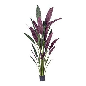 Pianta artificiale Heliconia SNALHE, verde-rosso bordeaux, 210 cm