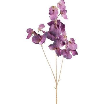 Ramo decorativo Lathyrus latifolius SLIRKEN, viola scuro, 75 cm