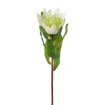 Fiore decorativo protea reale WANBA, bianco, 50 cm