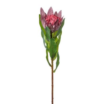 Fiore decorativo Protea reale WANBA, viola, 50 cm