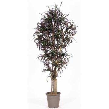 Dracaena Marginata KIMANORA artificiale, tronchi naturali, verde-rosso, 125 cm - Made in Italy