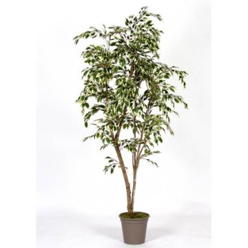 Ficus benjamina decorativo LISEROSE, tronchi veri, verde-bianco, 210 cm - Made in Italy