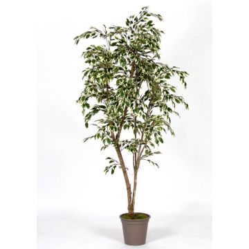 Ficus benjamina decorativo LISEROSE, tronchi reali, verde-bianco, 180 cm - Made in Italy