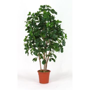 Schefflera artificiale NANETTE, tronchi reali, verde, 175 cm - Made in Italy