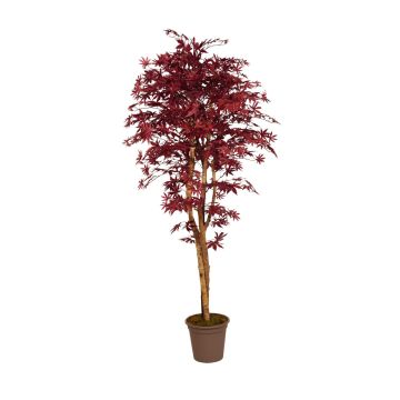 Acero giapponese decorativo GORDJUSCHA, tronchi reali, rosso scuro, 225 cm - Made in Italy Acero giapponese decorativo GORDJUSCHA, tronchi reali, rosso scuro, 225 cm - Made in Italy