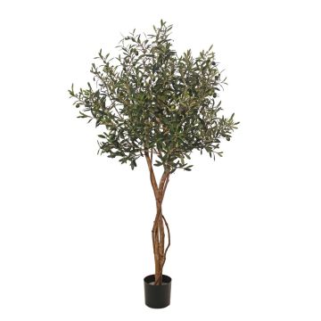 Olivo artificiale GÖTZIS, frutti, tronchi veri, 165 cm
