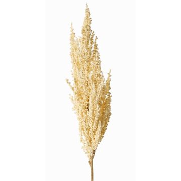 Ramo decorativo di sorgo WADDY con spighe, crema, 80cm Ramo decorativo di sorgo WADDY con spighe, crema, 80cm