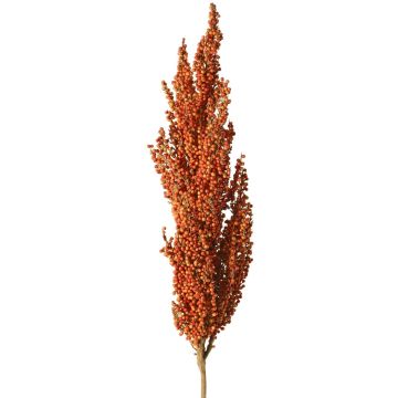 Ramo decorativo di sorgo WADDY con spighe, arancione, 80 cm Ramo decorativo di sorgo WADDY con spighe, arancione, 80 cm