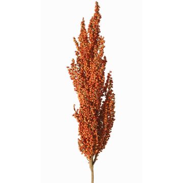 Ramo decorativo di sorgo WADDY con spighe, arancione, 80cm Ramo decorativo di sorgo WADDY con spighe, arancione, 80cm