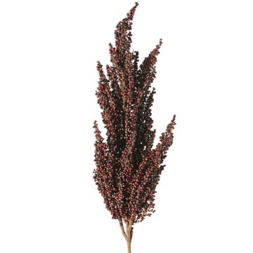 Ramo decorativo di sorgo WADDY con spighe, rosso scuro, 80 cm Ramo decorativo di sorgo WADDY con spighe, rosso scuro, 80 cm