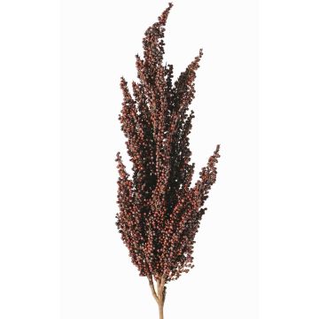 Ramo decorativo di sorgo WADDY con spighe, rosso scuro, 80cm Ramo decorativo di sorgo WADDY con spighe, rosso scuro, 80cm